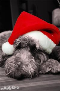 Pets 'will have Christmas to remember'