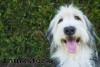 Merton Dog Watch hits membership milestone